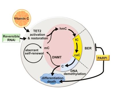 La vitamine C s’avère, chez la souris, suffisante pour bloquer l'auto-renouvellement aberrant de cellules souches pré-leucémiques.