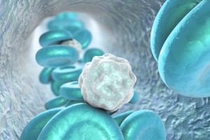 Les neutrophiles explosent et libèrent des filets antimicrobiens (NETs) composés de fibres d'ADN, des enzymes bactéricides et des molécules pro-inflammatoires (Visuel Adobe Stock 129007876) Les neutrophiles explosent et libèrent des filets antimicrobiens (NETs) composés de fibres d'ADN, des enzymes bactéricides et des molécules pro-inflammatoires (Visuel Adobe Stock 129007876).