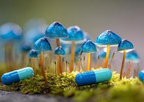 La psilocybine cible des circuits cérébraux bien précis pour soulager la douleur chronique et la dépression (Visuel Adobe Stock 1776486398) La psilocybine cible des circuits cérébraux bien précis pour soulager la douleur chronique et la dépression (Visuel Adobe Stock 1776486398)