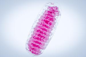 De nombreuses maladies liées à l'âge partagent une caractéristique commune : les mitochondries des cellules commencent à mal fonctionner (Adobe Stock 208369559) De nombreuses maladies liées à l'âge partagent une caractéristique commune : les mitochondries des cellules commencent à mal fonctionner (Adobe Stock 208369559)