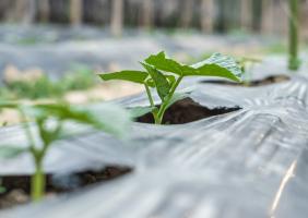 « Ces particules plastiques polluent tout ce qui nous entoure : l’eau que nous buvons, la nourriture que nous mangeons, l’air que nous respirons » (Visuel Adobe Stock 296459584)