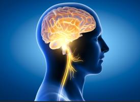 L'étude démontre que rétablir une bonne connexion entre le cœur et le nerf vague droit permet même de prévenir le vieillissement cardiaque (Visuel Adobe Stock 415847781)