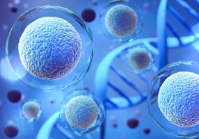 La recherche révèle des courants d’air intracellulaires qui stimulent le mouvement et la réparation cellulaires (Visuel Adobe Stock 451004383)