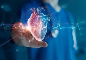 L'étude décrypte comment les neutrophiles « perforent » les cellules cardiaques et favorisent ainsi l'arythmie après une crise cardiaque (Visuel Adobe Stock 512237900)
