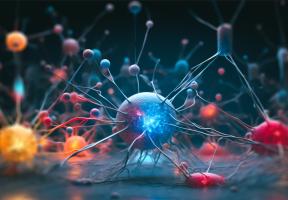 Une enzyme cérébrale qui permet la croissance de chaînes de sucre complexes liées à la santé nerveuse vient d'être découverte (Visuel Adobe Stock 635749573) Une enzyme cérébrale qui permet la croissance de chaînes de sucre complexes liées à la santé nerveuse vient d'être découverte (Visuel Adobe Stock 635749573)