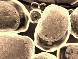 Est-ce plutôt le surpoids et l’adiposité ou l’hyperglycémie qui exacerbe le risque de complications ou de forme longue du COVID ? (visuel Adobe Stock 71220098) Est-ce plutôt le surpoids et l’adiposité ou l’hyperglycémie qui exacerbe le risque de complications ou de forme longue du COVID ? (visuel Adobe Stock 71220098)