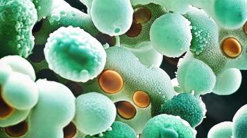 Mieux décrypter les voies par lesquelles Fusobacterium nucleatum favorise le développement et la croissance du cancer colorectal (Visuel Adobe Stock 720482950)