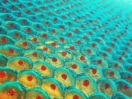 C’est une approche unique de délivrance localisée d’ARN messagers (ARNm) pour induire la production de protéines thérapeutiques ou régénératrices (Visuel Adobe Stock 72683497) C’est une approche unique de délivrance localisée d’ARN messagers (ARNm) pour induire la production de protéines thérapeutiques ou régénératrices (Visuel Adobe Stock 72683497)