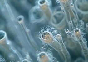 Déjà développé pour détecter les bactéries aéroportées et les infections nosocomiales, ce dispositif de nez électronique trouve une nouvelle application, la détection des moisissures ou champignons dans les espaces intérieurs (Visuel Adobe stock 916243292)