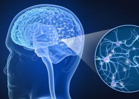 Le déclenchement d'un état hypothermique réversible, semblable à l'hibernation, mais sans refroidissement externe, pourrait en effet présenter des avantages thérapeutiques (Visuel Adobe Stock 206037348)