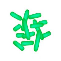 Certaines bactéries bénéfiques du microbiome contribuent à la réponse au traitement des cancers Certaines bactéries bénéfiques du microbiome contribuent à la réponse au traitement des cancers