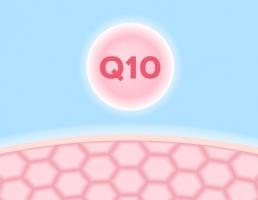 a coenzyme Q (CoQ) est un rouage essentiel dans les processus de production d'énergie du corps