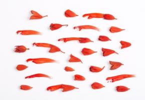 Un composé dérivé de la plante bloque sélectivement une enzyme appelée Cathepsine K (CatK), qui joue un rôle clé dans la rupture du collagène dans les os pendant l'ostéoporose Un composé dérivé de la plante bloque sélectivement une enzyme appelée Cathepsine K (CatK), qui joue un rôle clé dans la rupture du collagène dans les os pendant l'ostéoporose