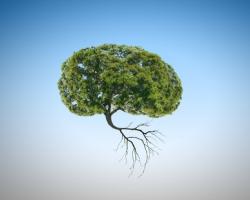 Cette recherche par imagerie moléculaire d’une équipe de l'Université Yale de New Haven (Connecticut) suggère que les fumeurs pourraient avoir une fonction neuro-immune et une fonction cognitive altérées