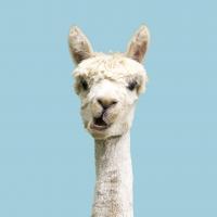 Des anticorps de lama pourraient constituer la base du futur vaccin anti-COVID-19 (Visuel AdobeStock_294019074)