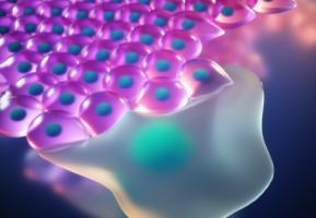 Une nouvelle compréhension des mécanismes et des facteurs moléculaires en jeu dans l'épithélialisation et la cicatrisation des plaies mais plus largement dans la migration cellulaire -et donc la propagation des cancers (Visuel Ella Marushenko Studio) Une nouvelle compréhension des mécanismes et des facteurs moléculaires en jeu dans l'épithélialisation et la cicatrisation des plaies mais plus largement dans la migration cellulaire -et donc la propagation des cancers (Visuel Ella Marushenko Studio)