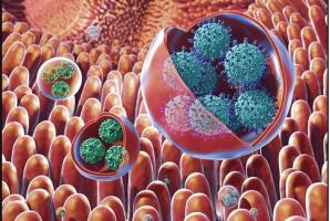 Le virus déclenche la maladie en infectant un petit groupe d’entérocytes dans l'intestin qui envoie des signaux perturbant le fonctionnement des cellules voisines non infectées pour déclencher une maladie plus sévère (Visuel NIH) Le virus déclenche la maladie en infectant un petit groupe d’entérocytes dans l'intestin qui envoie des signaux perturbant le fonctionnement des cellules voisines non infectées pour déclencher une maladie plus sévère (Visuel NIH)