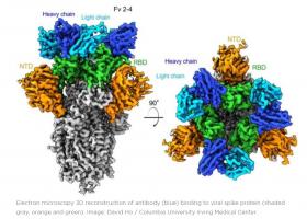 L’équipe vient de découvrir ces anticorps parmi les plus puissants pour neutraliser le virus SARS-CoV-2 (Visuel David Ho / Columbia University Irving Medical Center) L’équipe vient de découvrir ces anticorps parmi les plus puissants pour neutraliser le virus SARS-CoV-2 (Visuel David Ho / Columbia University Irving Medical Center)