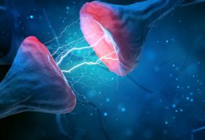 L'étude cherche à comprendre les mécanismes cellulaires par lesquels cette molécule, « CaAKG » améliore la plasticité synaptique, protège la mémoire et ralentit le vieillissement cérébral (Visuel Adobe Stock 287514101)