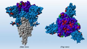 BA.2.12.1, BA.4 et BA.5 sont les nouvelles sous-variantes émergentes d'Omicron et ces souches sont « moins efficacement inhibées par les anticorps » (Visuel Markus Hoffmann) BA.2.12.1, BA.4 et BA.5 sont les nouvelles sous-variantes émergentes d'Omicron et ces souches sont « moins efficacement inhibées par les anticorps » (Visuel Markus Hoffmann)