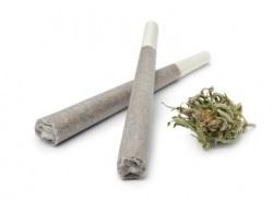 La consommation de cannabis chez les adolescents n'est pas sans risque pour le développement cognitif et c’est le principal effet nocif documenté dans la littérature. La consommation de cannabis chez les adolescents n'est pas sans risque pour le développement cognitif et c’est le principal effet nocif documenté dans la littérature.