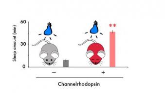 Une zone du cerveau associée à la motivation et au plaisir, le noyau accumbens, peut également contrôler le sommeil.