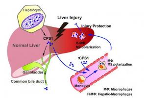 L'enzyme (CPS1) apparait comme une cible très prometteuse dans le traitement des dommages au foie. L'enzyme (CPS1) apparait comme une cible très prometteuse dans le traitement des dommages au foie.