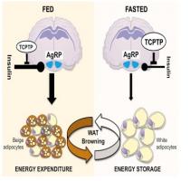 Graisse blanche ou graisse brune, TCPTP fait la différence