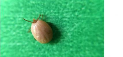 Borrelia burgdorferi est la bactérie transmise par les tiques (cf Ixodes scapularis, une des espèces de tiques pouvant transmettre la maladie) cause la maladie ou borréliose de Lyme