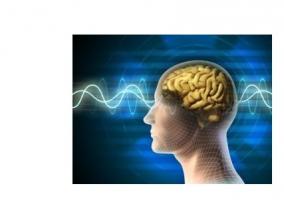 Grâce à l’œstrogène qu'ils produisent, les neurones restent en communication dans le cerveau et en particulier dans les zones vouées à la mémoire.