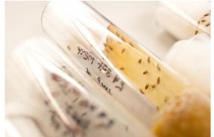 Ces mouches des fruits soumises à un régime riche en graisses vont léguer à deux générations successives le risque cardiaque associé à ce facteur alimentaire. Ces mouches des fruits soumises à un régime riche en graisses vont léguer à deux générations successives le risque cardiaque associé à ce facteur alimentaire.