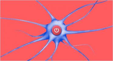 Une fois exposée à la lumière est capable d’activer des neurones, individuellement