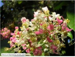 L’ayahuasca ou « yagé », une boisson traditionnelle amazonienne 