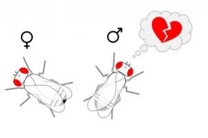 Un mâle éconduit fera plus attention lors de ses prochaines tentatives de séduction Un mâle éconduit fera plus attention lors de ses prochaines tentatives de séduction