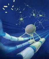 Les patients atteints de lésion cérébrale traumatique et de SEP partagent un mécanisme de fatigue cognitive. 