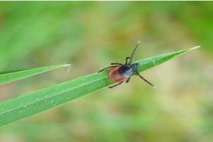 La tique « du mouton » (Ixodes ricinus) répandue dans toute l'Europe, peut provoquer à la fois la maladie de Lyme et « l’encéphalite à tiques » (Visuel Laboratory of Molecular Immunology at The Rockefeller University). 