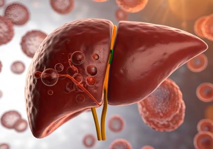 C’est une avancée considérable dans le développement des organoïdes, ces organes miniatures qui permettent d’étudier, plus simplement, des maladies ou des processus associés à ces organes (Visuel Adobe Stock 1331367027)