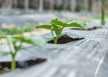 « Ces particules plastiques polluent tout ce qui nous entoure : l’eau que nous buvons, la nourriture que nous mangeons, l’air que nous respirons » (Visuel Adobe Stock 296459584)