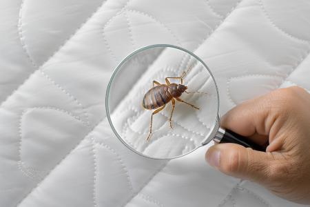 Pour éviter une prolifération rapide, il est essentiel de les identifier tôt et d'adopter une stratégie de traitement efficace, capable d’enrayer leur cycle de vie (Visuel Adobe Stock 783063817)