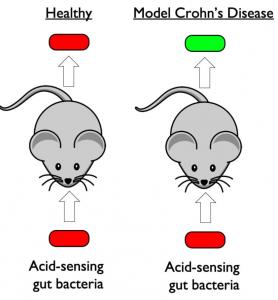 Un développement qui pourrait tout simplement donner lieu à un diagnostic prédictif, lisible aux toilettes (Visuel Jeff Tabor / Rice University) 