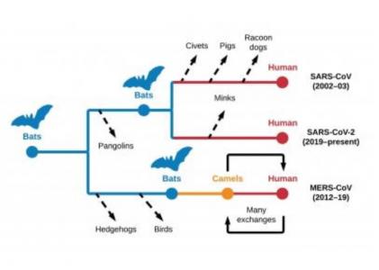 Les chauves-souris sont confirmées comme les hôtes ancestraux des coronavirus humains (SRAS-CoV et SRAS-CoV-2)- et des infections à MERS-CoV chez les dromadaires avant leur propagation chez l’Homme. (Illustration Denis Jacob Machado )