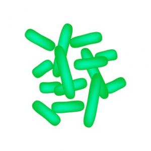 Un probiotique productif d'histamine réduit l'inflammation et supprime les tumeurs du côlon en apportant une enzyme manquante (HDC).