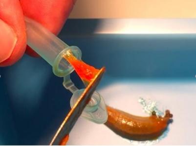 La « bave » de la limace recèle-t-elle à son tour le secret de meilleurs adhésifs médicaux ? 