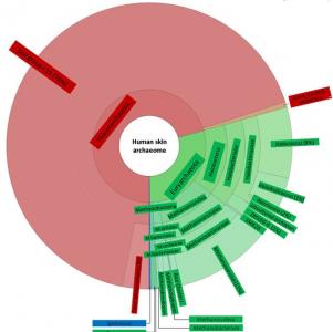 Les archées, des micro-organismes unicellulaires dépourvus de noyau jouent un rôle essentiel dans la santé de la peau