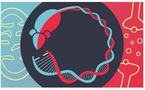 Environ 20% des patients atteints d'une maladie mitochondriale présentent également un trouble bipolaire, une maladie psychiatrique majeure caractérisée par des épisodes maniaques et dépressifs. 
