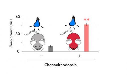 Une zone du cerveau associée à la motivation et au plaisir, le noyau accumbens, peut également contrôler le sommeil.