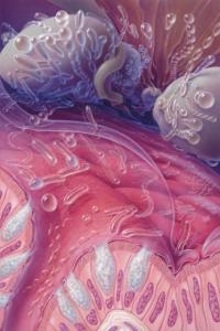 La muqueuse intestinale se révèle un excellent terrain d'étude de renouvellement ou de prolifération cellulaires