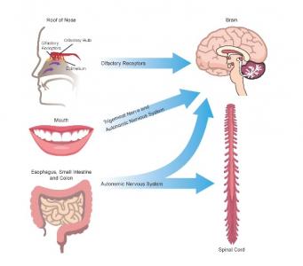 L'étude, présentée dans PLoS Pathogens, décrypte les multiples interactions qui peuvent expliquer le lien entre microbiote et neurodégénération
