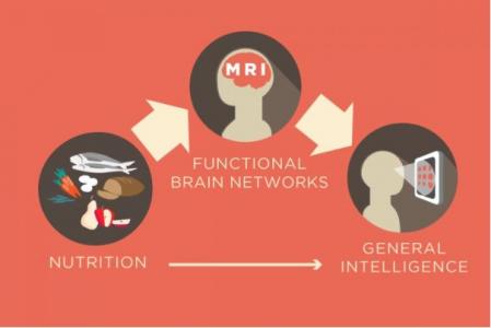 Il s'agit de mieux comprendre comment la nutrition peut influencer l'organisation fonctionnelle du cerveau humain 