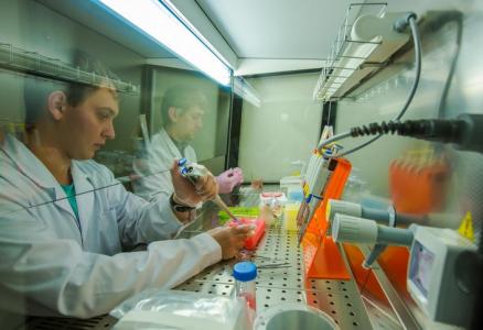 Une matrice conçue pour une meilleure récupération du cerveau (FEFU Press Office)